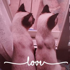 Meet your Posher, Peggie